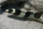 Ringelschlangenaal