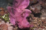 Tentakel Drachenkopf - Rhinopias frondosa