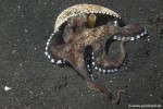 Venen Octopus - Octopus marginatus