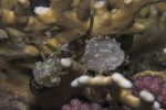 Korallen-Scorpionsfisch