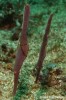 Seegras-Geisterpfeifenfisch